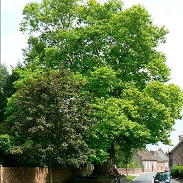 Mature Roadside Tree